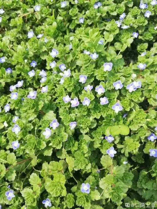 小路边开着野花(路边的野花再好也不如)-娱宸网