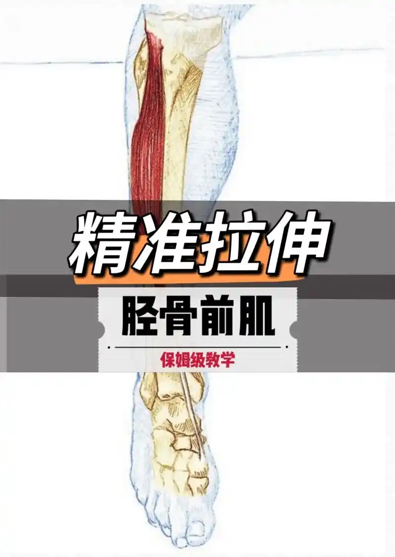 由于胫骨前肌位于胫骨前侧,加上踝关节活动范围的 - 抖音