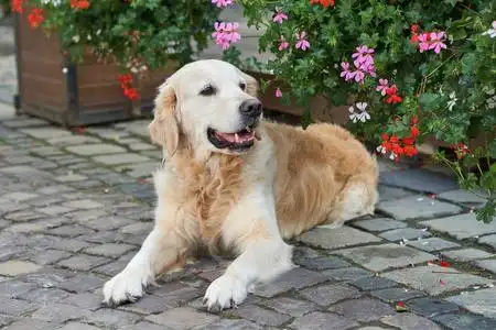 快乐的年轻可爱的金毛猎犬小狗坐在花园后院粉红色和红色的花附近的