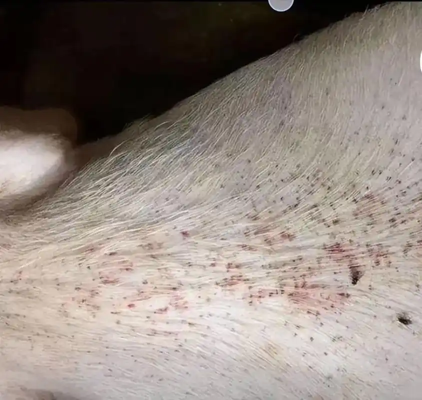 炎炎夏季即将到来,夏季是母猪血虫病高发期,因为苍蝇蚊子是病毒 - 抖