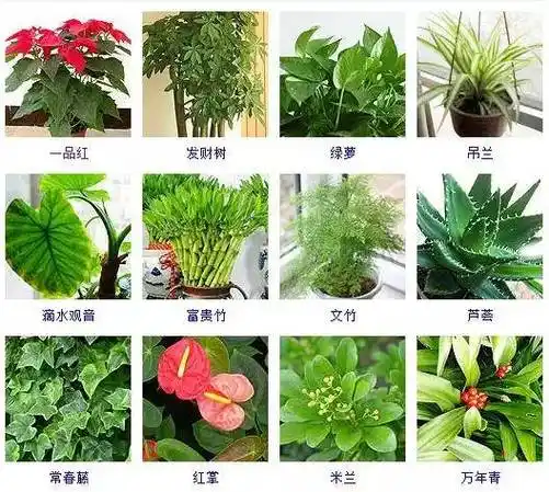 [分享]100种·常见观叶植物,你都认识吗?