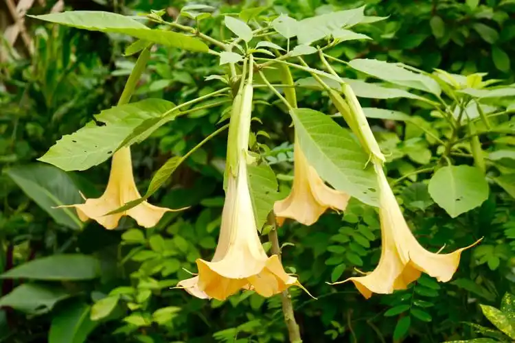 好大一朵喇叭花木本曼陀罗