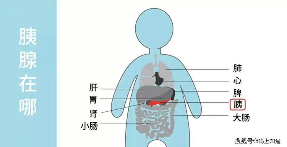 咦疑胰胰腺冷知识