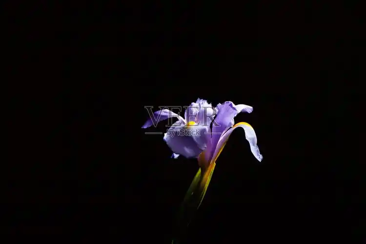 美丽的鸢尾花发光在黑色背景与复制空间照片摄影图片