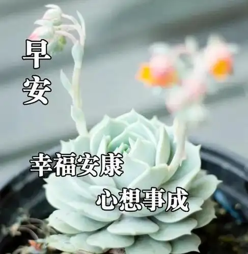 发朋友圈最新漂亮的早安祝福唯美图片 温暖的早上好问候短信大全