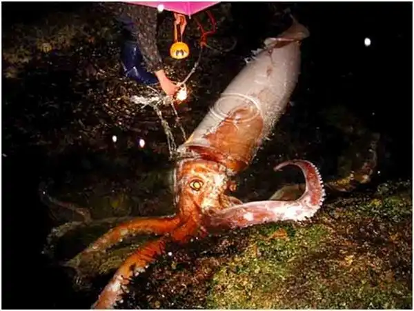世界上第二大乌贼大王乌贼最大有80米长2