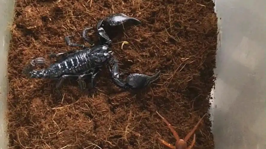 决斗之雨林蝎vs越南巨人蜈蚣