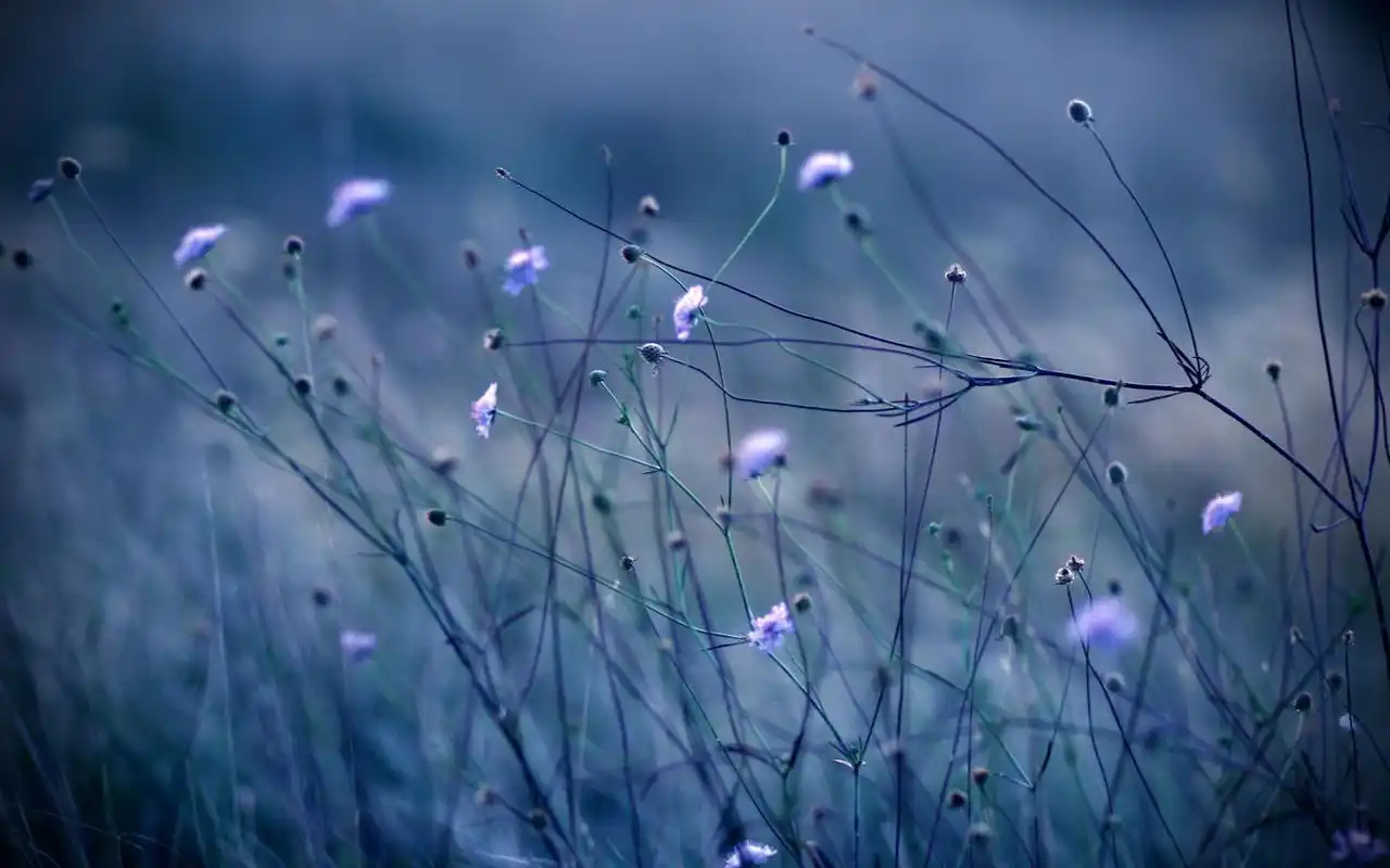 精选小清新绿色护眼唯美意境花朵高清桌面壁纸(1)