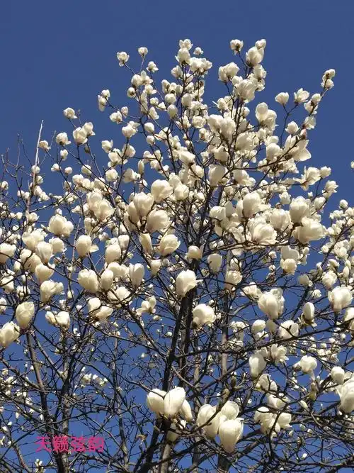 其它 玉兰花开 写美篇  花开总有花谢时,尽管玉兰花的花期很短,但她