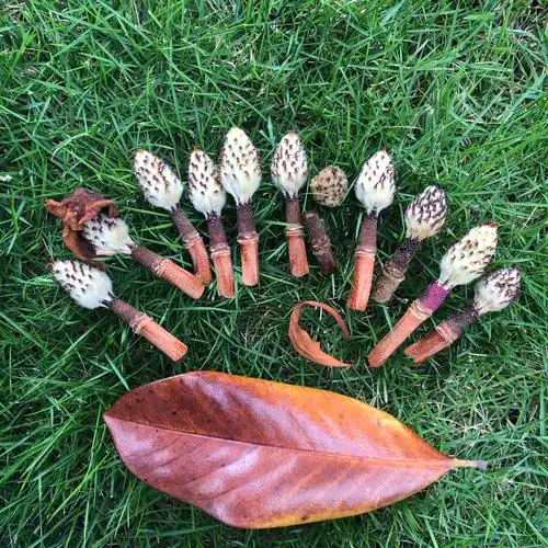 广玉兰的种子吗好可爱