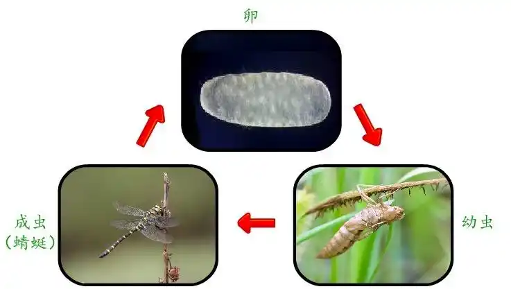 写美篇经过受精卵—幼虫—成虫三个时期发育的过程称为不完全变态发育
