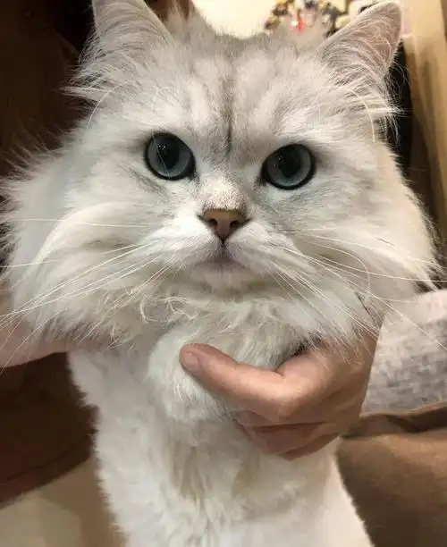 金吉拉猫是迷人的宠物猫品种之一,具有与众不同的颜色和性格.