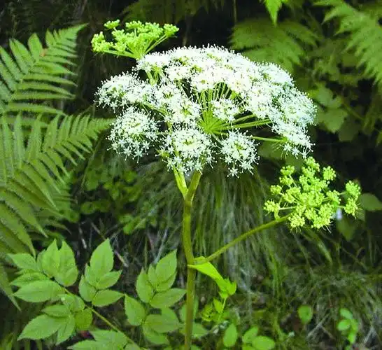 滋阴补血芳香药草当归简介