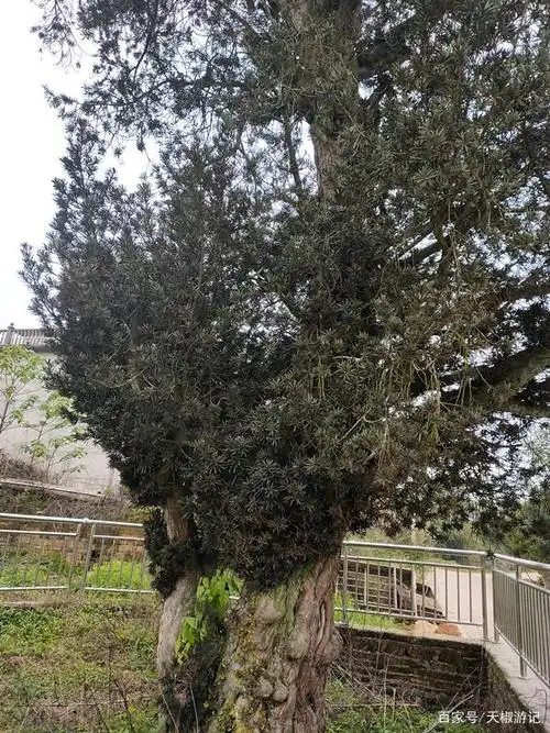 江西省永丰县有棵野生罗汉松,树龄600多年,至今枝繁叶茂