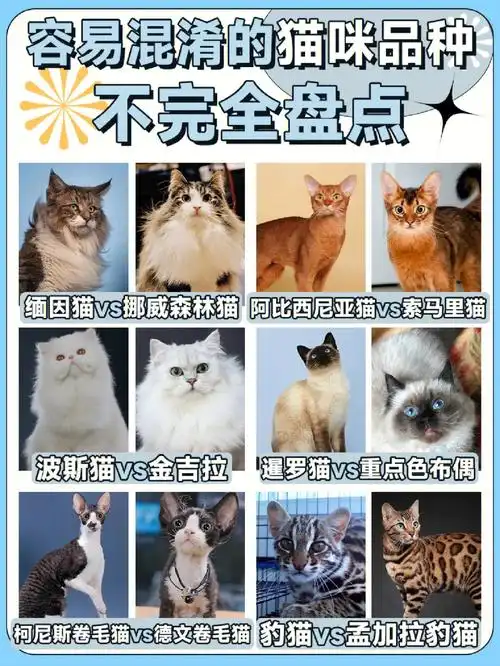 猫咪的价格根据纯度,城市,年纪,品相差别都很大名贵品种猫可能因为