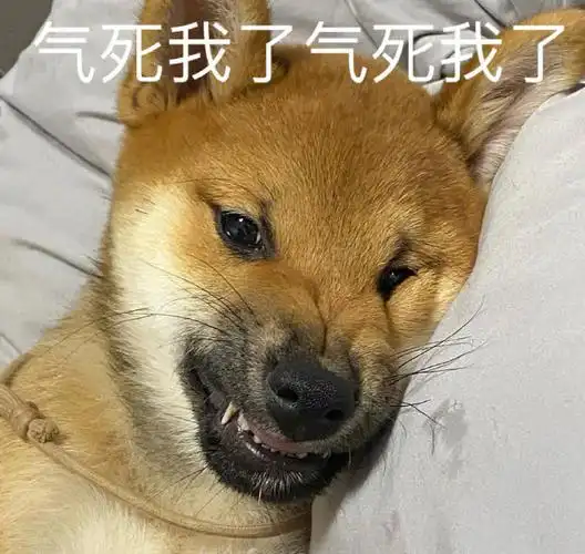 萌宠汪星人气死我了生气呆萌可爱gif动图_动态图_表情包下载_soogif