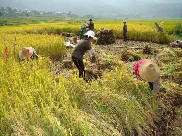 90年代农村全部种双季稻,为何现在都只种一季了,原因很现实
