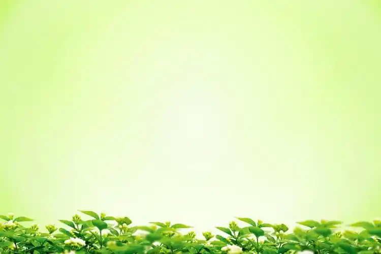 绿色桂花背景简洁ppt背景图片