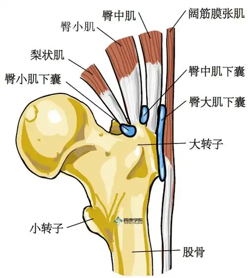 疼痛解剖学粗隆滑囊炎