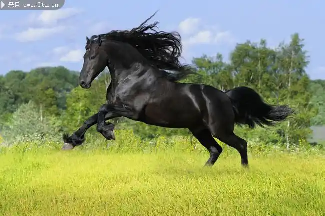 草原奔驰的骏马黑马图片