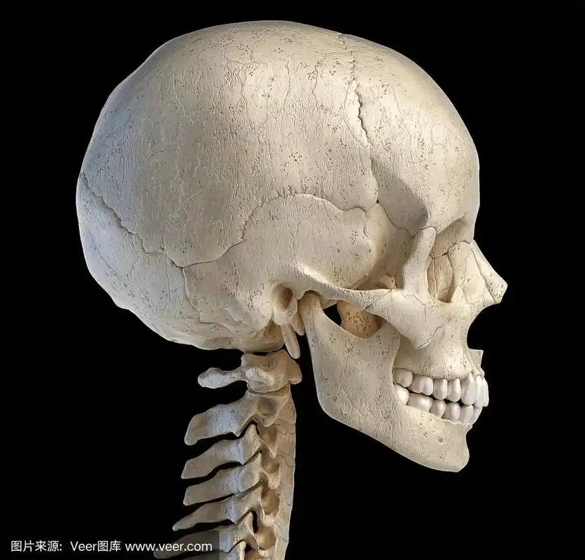 从侧面看的人类头骨.