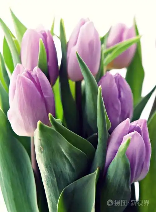 紫色郁金香的花束