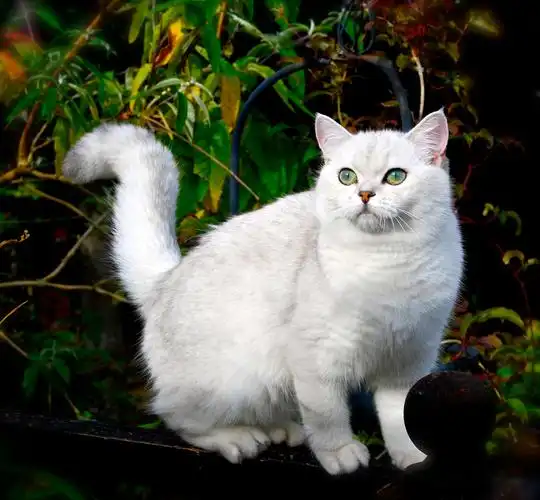 我竟然养了一只红毛猫?"能搞清楚你家猫毛颜色的才是真学霸! - 知乎