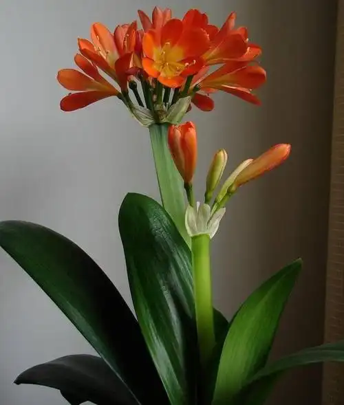 风水里最吉祥的花(风水里最吉祥的花 百度网盘)