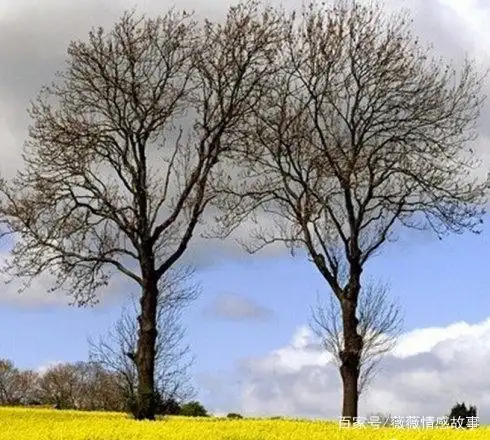 相依相偎的两棵树,让我看见爱情真正的样子