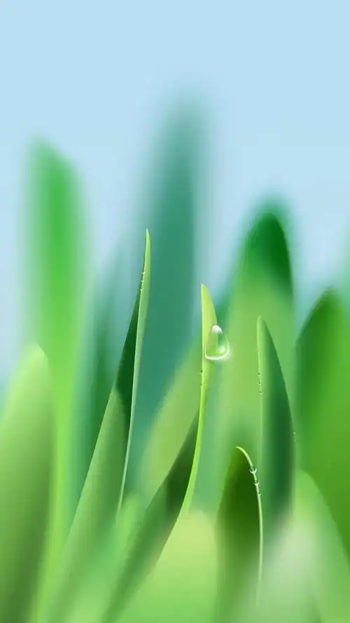 小清新绿植护眼,高清锁屏图片,手机壁纸-桌面城市