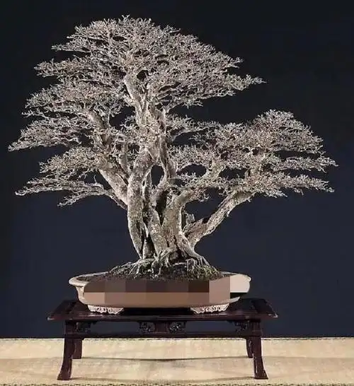 分享图片,一组获金奖盆景欣赏