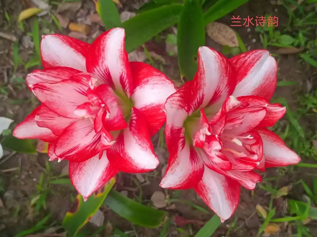 有一种花自带祥瑞,它就是朱顶红,它的花语是:鸿运当 - 抖音