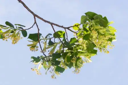椴树枝与花对天空照片