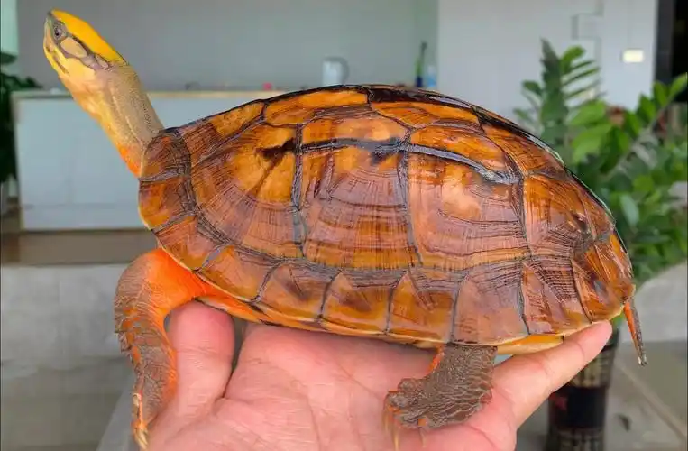 海南金钱龟,一级品相#金钱龟