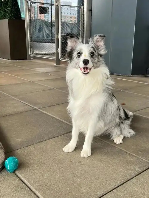 陨石边牧母狗胸毛