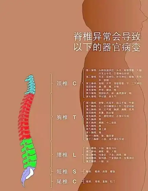 督脉|腰椎|胸椎_网易订阅