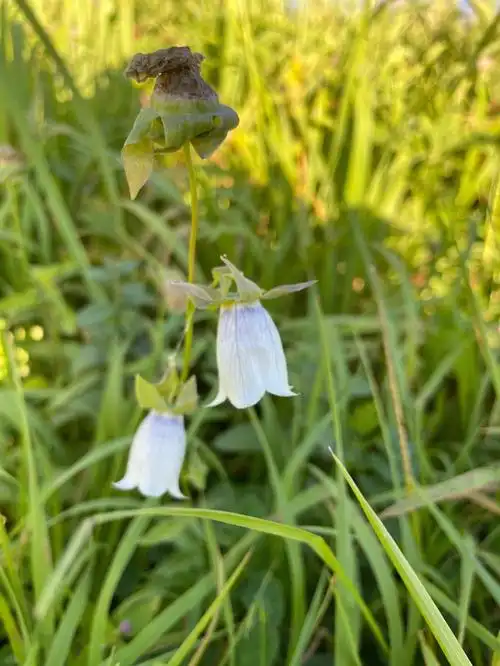 记录新疆伊犁的第五种花党参