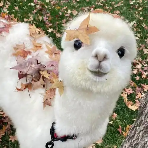 羊驼幼崽活物草泥马神兽神兽宠物萌宠澳洲进口畜牧