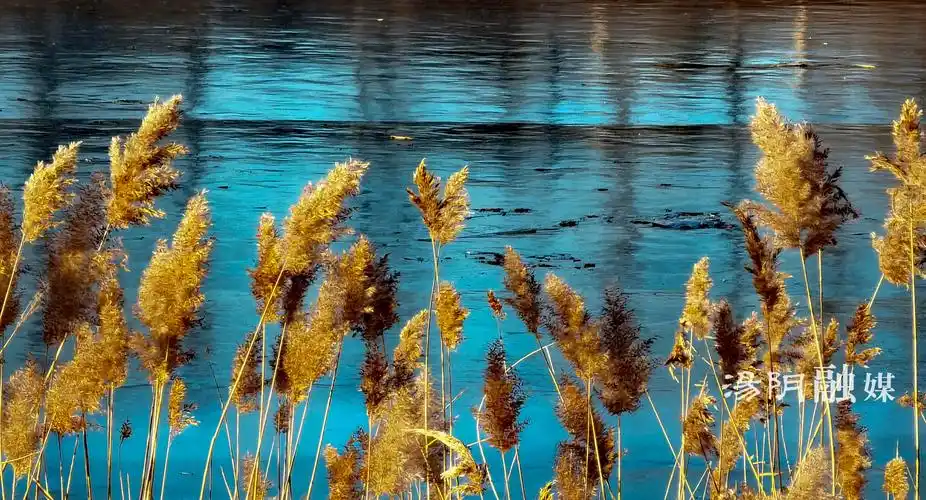 光影自然美丽汤阴摄影大赛获奖作品赏析一