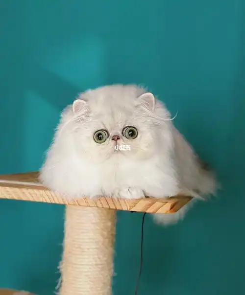 天选养猫人金吉拉银色波斯