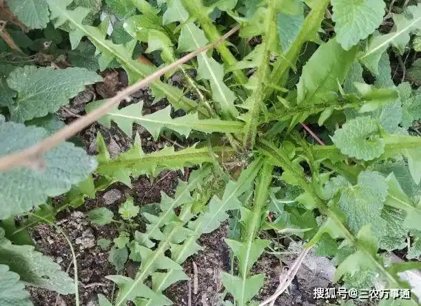 春天挖蒲公英送你8种野生蒲公英图片让你轻松识别真蒲公英