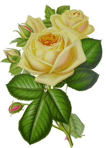 创意花卉图片花卉图案