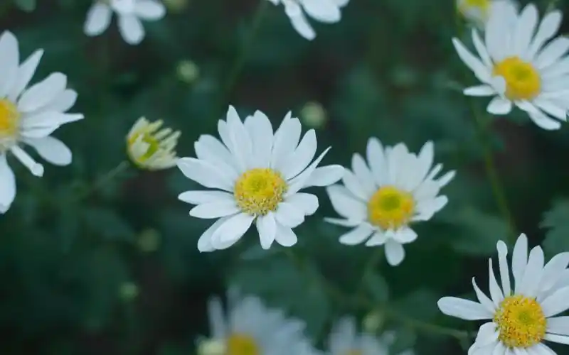 电脑壁纸 花卉 植物 小清新大滨菊摄影图
