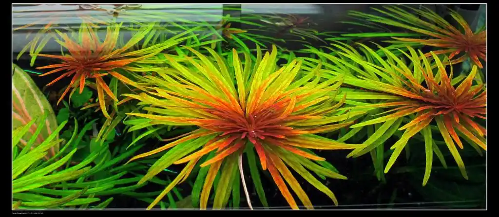 曾经的古巴叶底红 - 水草种植 - cta南美水族