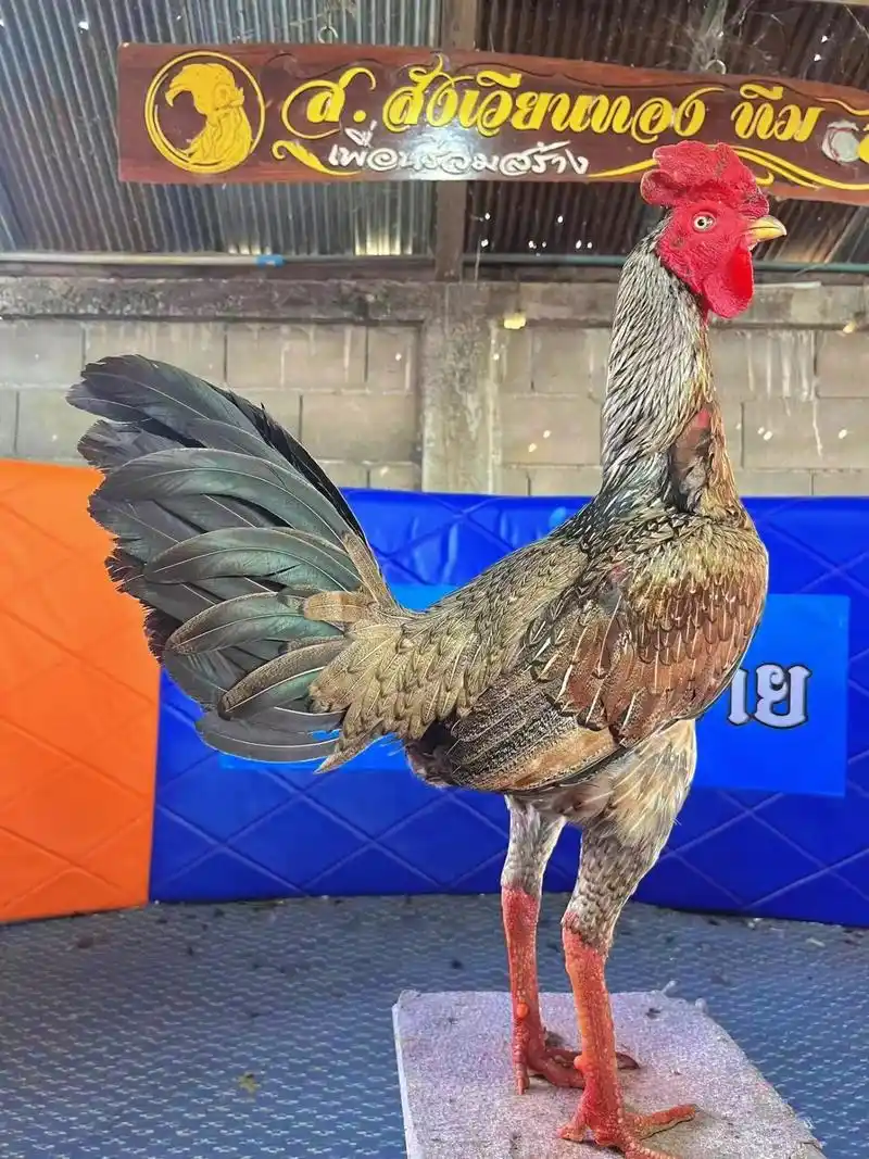 泰国大冠斗鸡 #高质量斗鸡 #泰国鸡的魅力 @湘西vip农