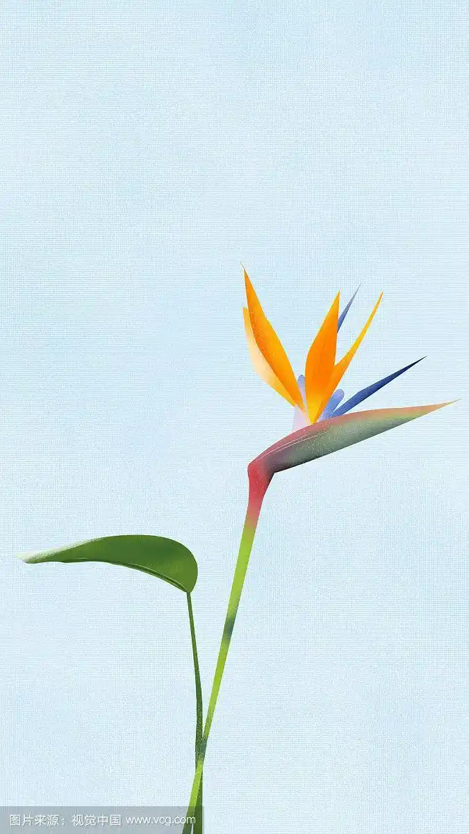 小清新植物手机壁纸手机锁屏鹤望兰