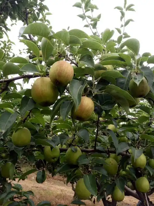 新梨7号,大面积种植,品相优质,欢迎广大客户前来采购!