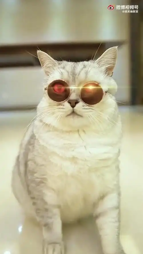 小猫也很酷[酷]