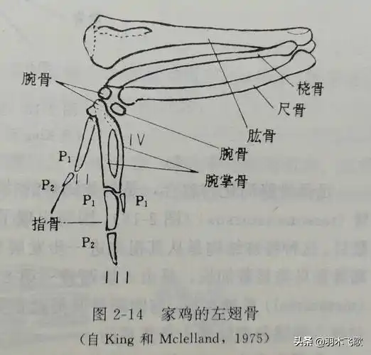 鸟类形态结构小结(下)-翅膀篇