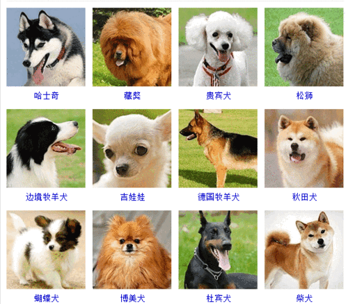 狗的品种大全,狗狗品种及价格